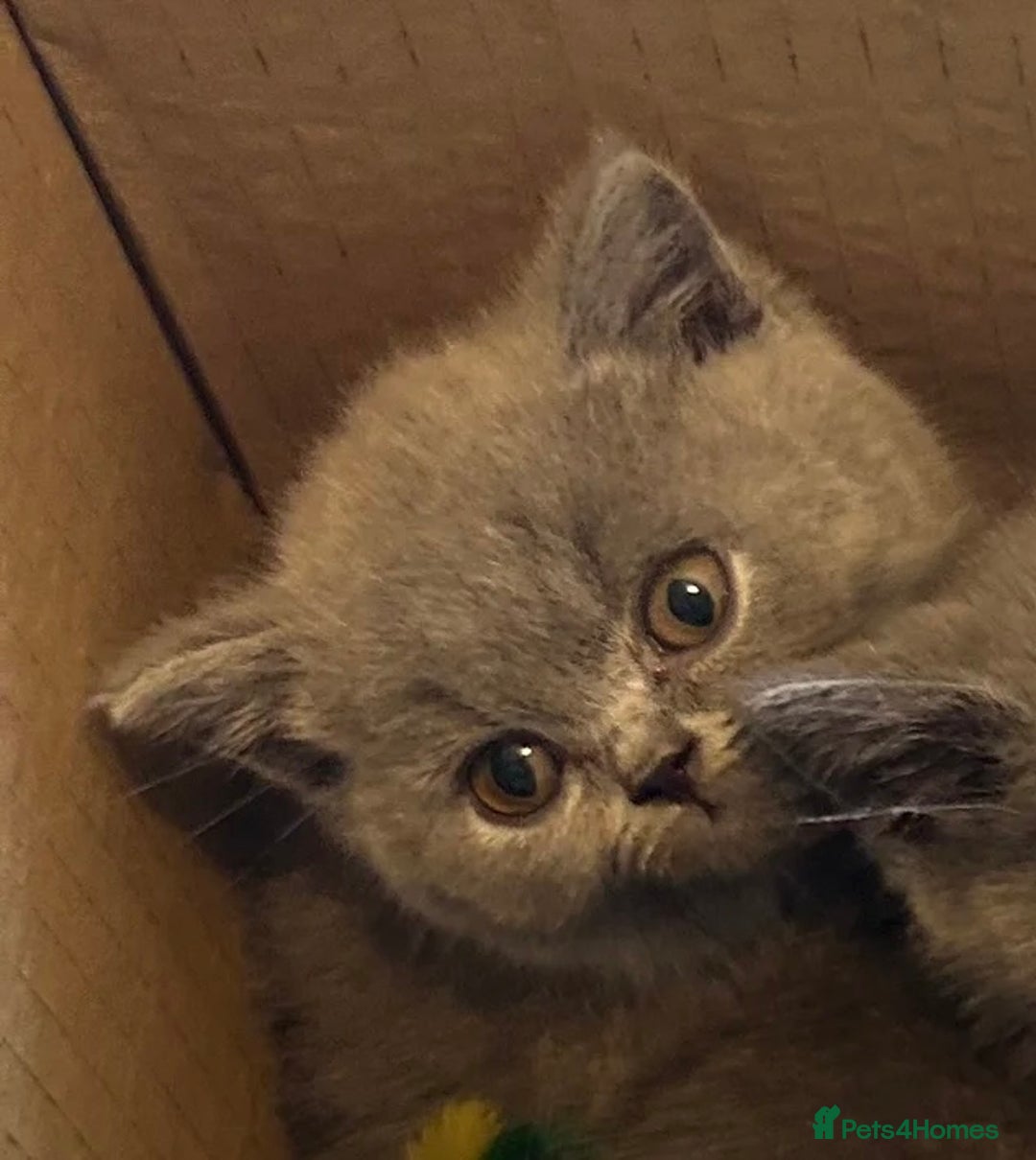 British Shorthair cats for sale: GCCF active mum and daughter blue BSH - Image 8