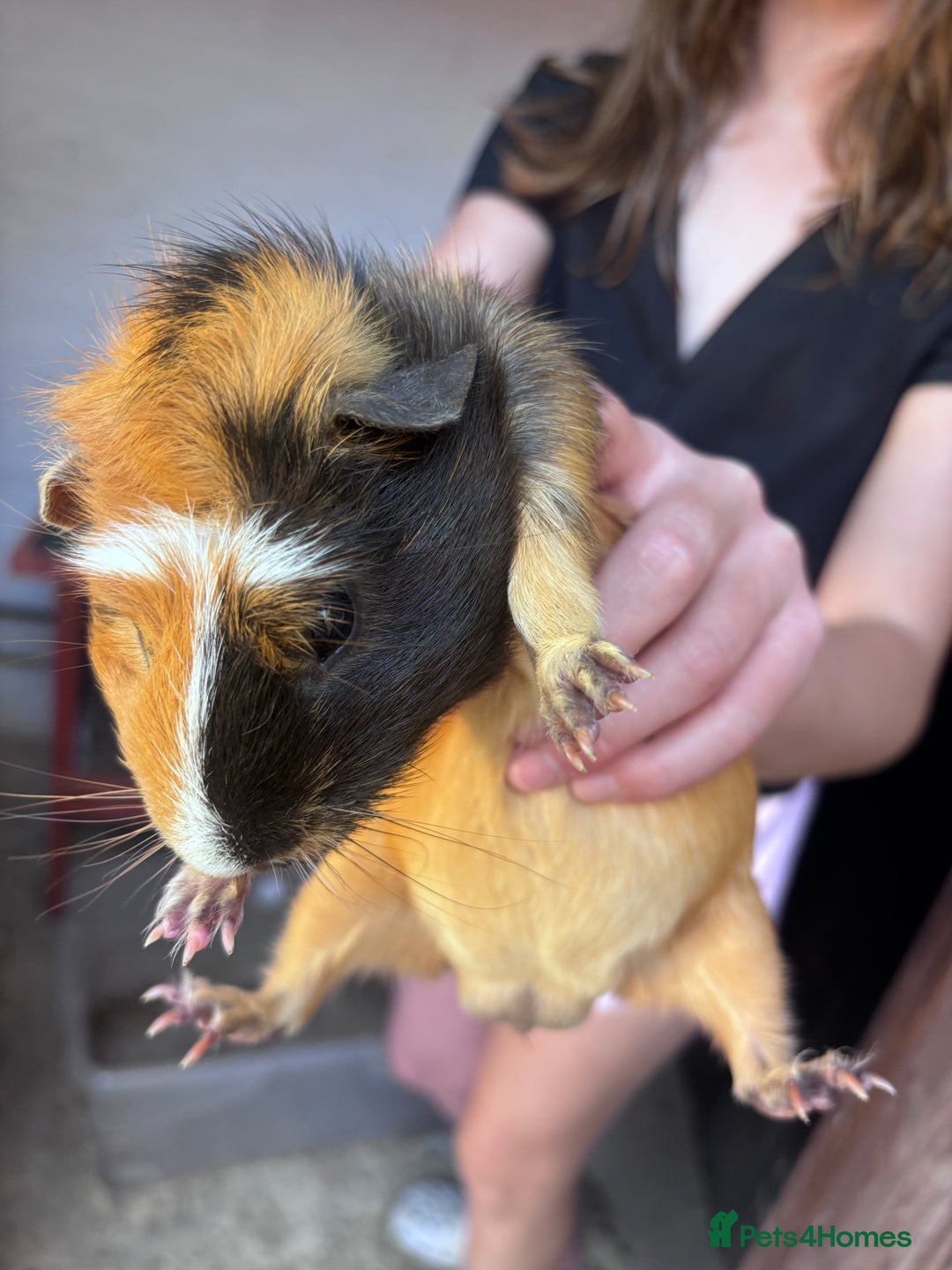 Guinea Pig rodents for sale: 3 Male Guinea Pigs, Hutch and Run For Sale - Image 1