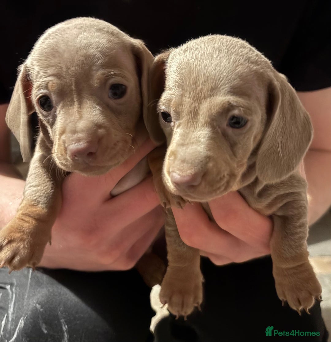 Miniature Dachshund dogs for sale: Miniature shorthaired dachshund pups - Advert 7