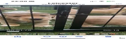 Cockapoo dogs for sale: Leicestershire Cockapoos Exten DNA&Genetic Tested  - Advert 24