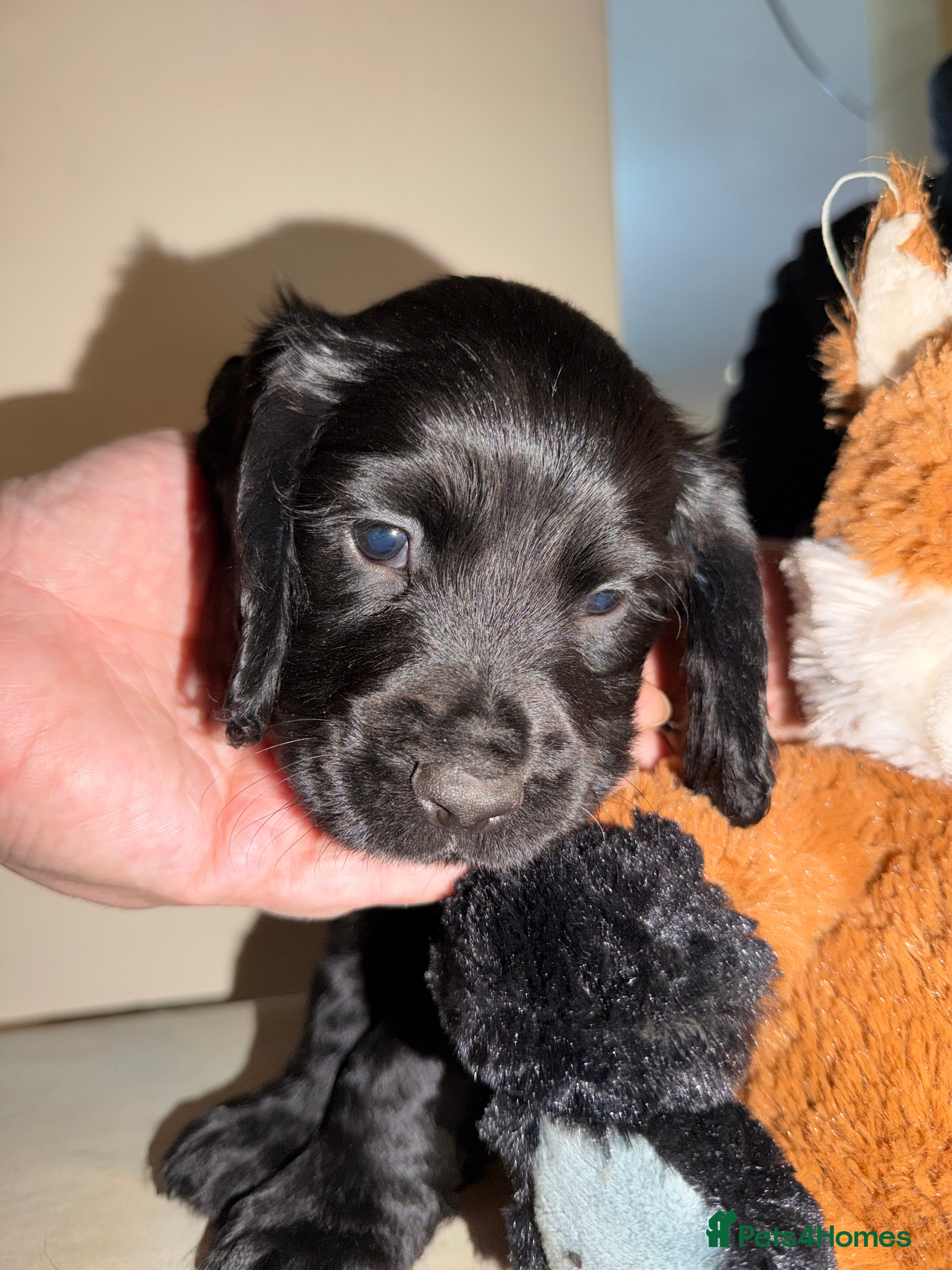 Cocker Spaniel dogs KC registered Working cocker spaniel puppies  - Advert 15