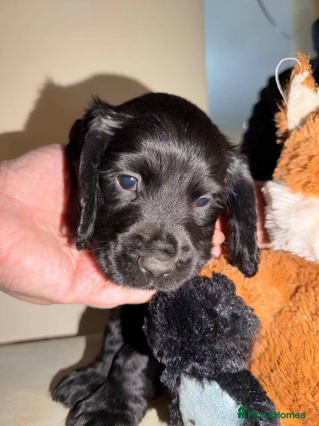 Cocker Spaniel dogs for sale: KC registered Working cocker spaniel puppies  - Advert 1