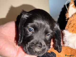 Cocker Spaniel dogs KC registered Working cocker spaniel puppies - Advert 1