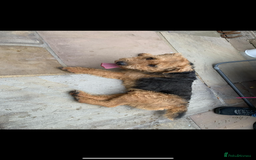 Lakeland Terrier dogs for sale: Lakeland Terrier pups - working style black & tan! - Image 3
