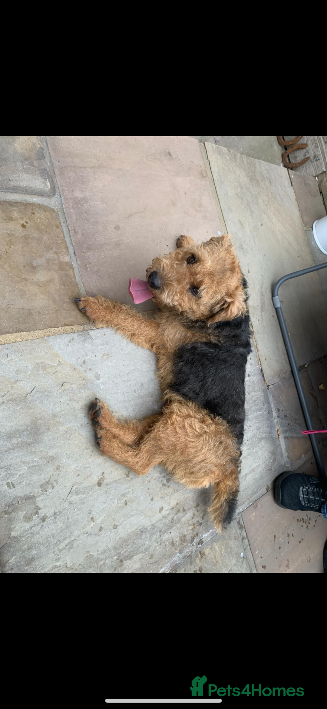 Lakeland Terrier dogs for sale: Lakeland Terrier pups - working style black & tan! - Image 3