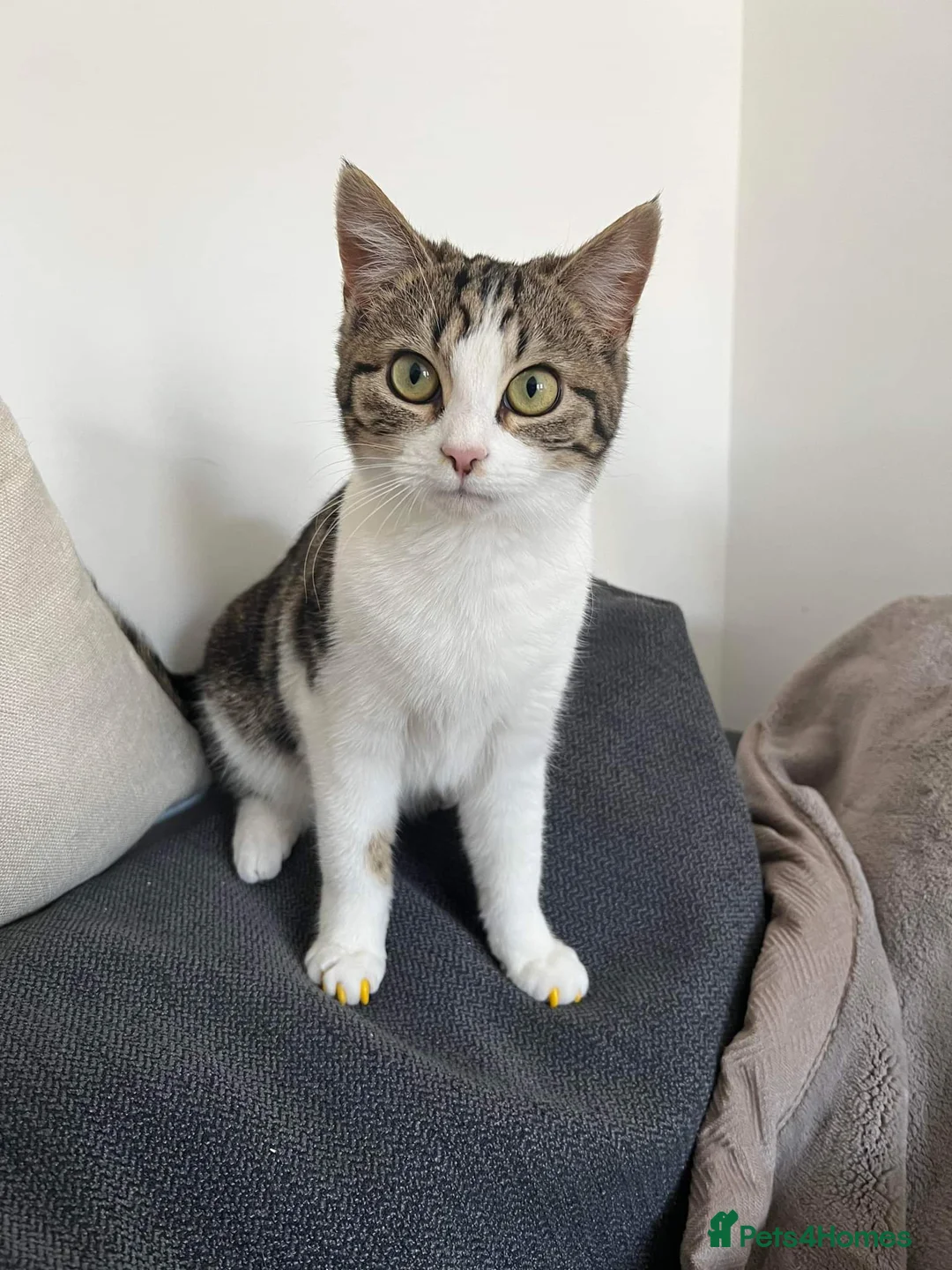 Mixed Breed cats for sale: Bonded pair of female cats - Advert 7