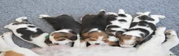 Beagle dogs for sale: CH Sired, Fully Health Tested, KC Reg, Beagle Pups - Advert 4