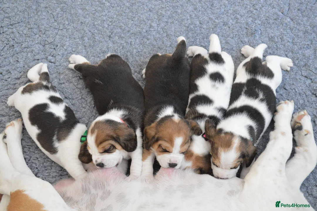 Beagle dogs for sale: CH Sired, Fully Health Tested, KC Reg, Beagle Pups - Advert 4