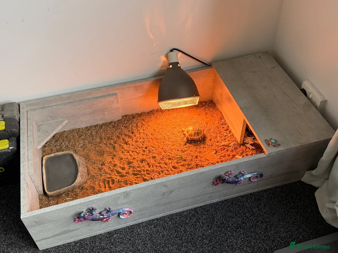 Tortoise reptiles for sale: Horsefeild tortoise  - Advert 4