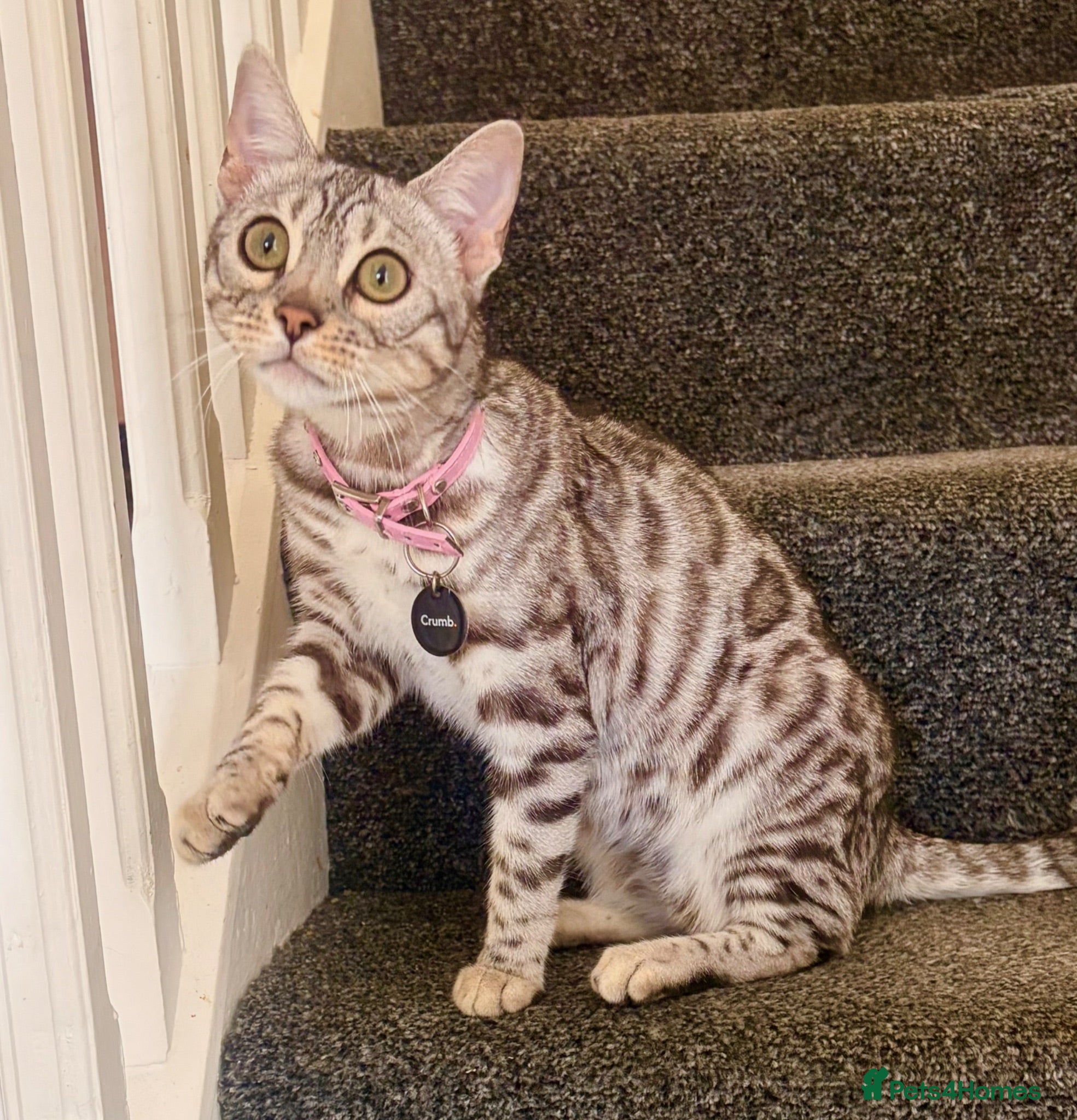 Bengal cats Beautiful Female Bengal - Advert 10