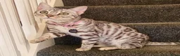 Bengal cats for sale: Beautiful Female Bengal - Advert 1