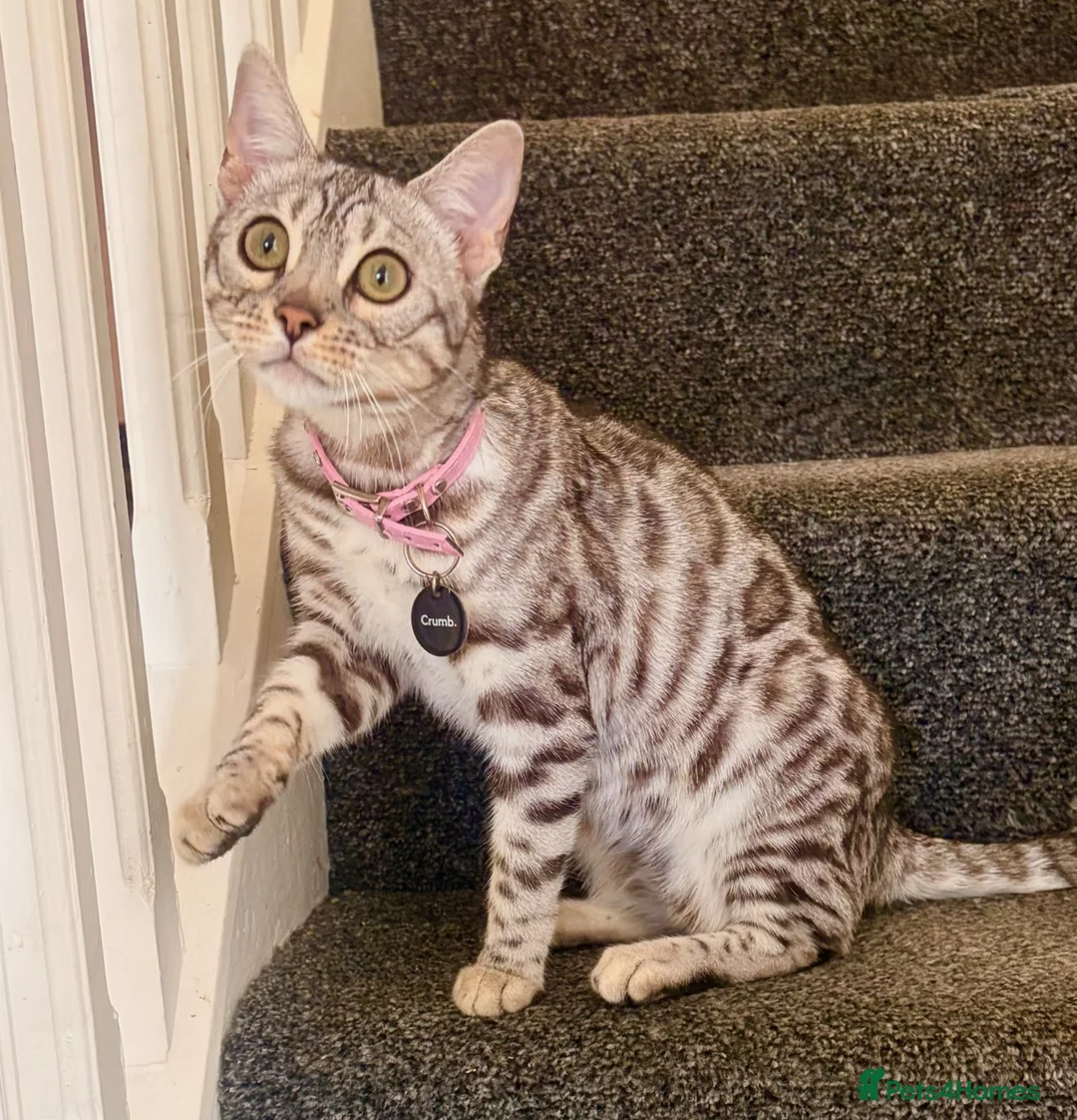 Bengal cats for sale: Beautiful Female Bengal - Advert 1