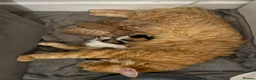 Mixed Breed cats for sale: Mixed Maine Coon kittens - Advert 17