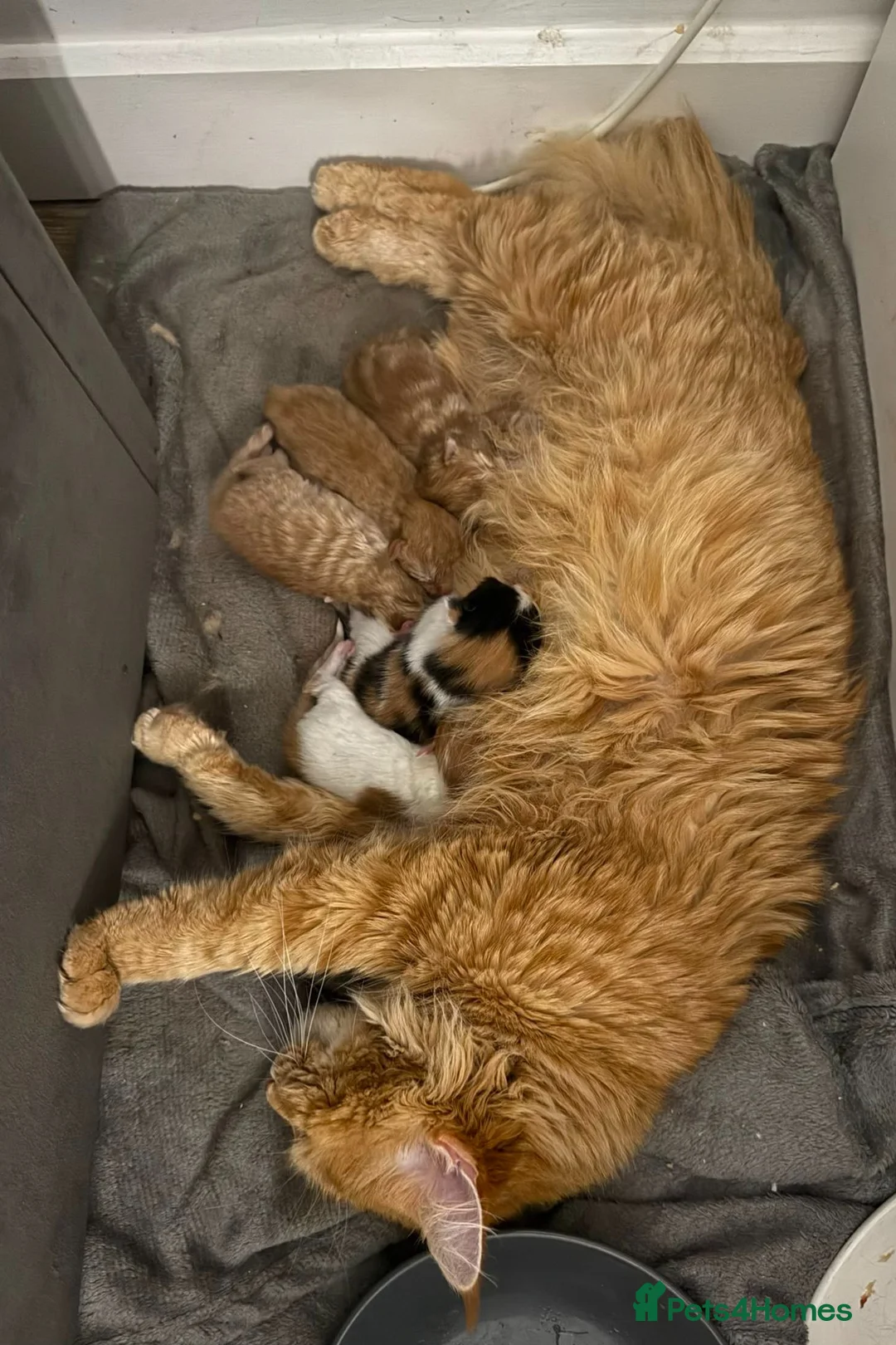 Mixed Breed cats for sale: Mixed Maine Coon kittens - Advert 17