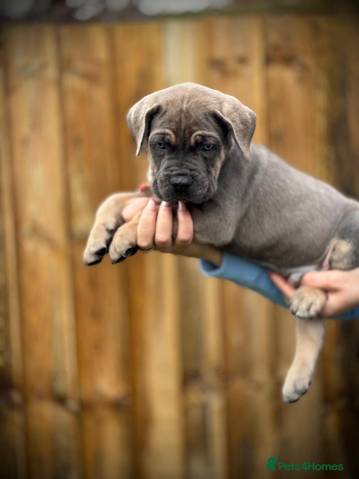 Cane Corso dogs Balestra Magica Corso IKC/FCI  - Advert 5