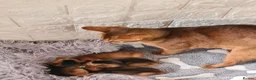 Abyssinian cats for sale: 4 Abysinnian registered boys - Advert 6