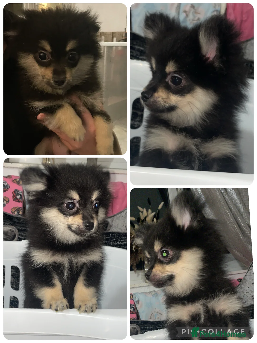 Pomeranian dogs for sale: 4 beautiful Pomeranians in Sheffield - Advert 4