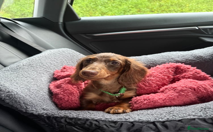 Miniature Dachshund dogs - Advert 1