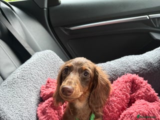 Miniature Dachshund dogs - Advert 5