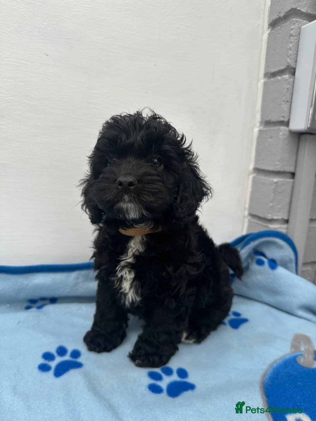 Cockapoo dogs for sale: Cockapoo puppies ready now!!  - Advert 10
