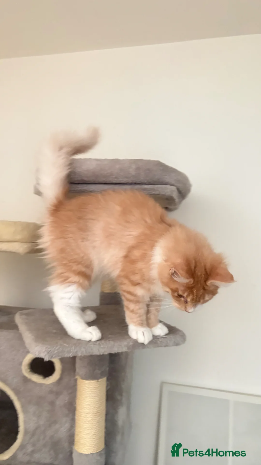 Maine Coon cats for sale: Pedigree Maine coon - Advert 2
