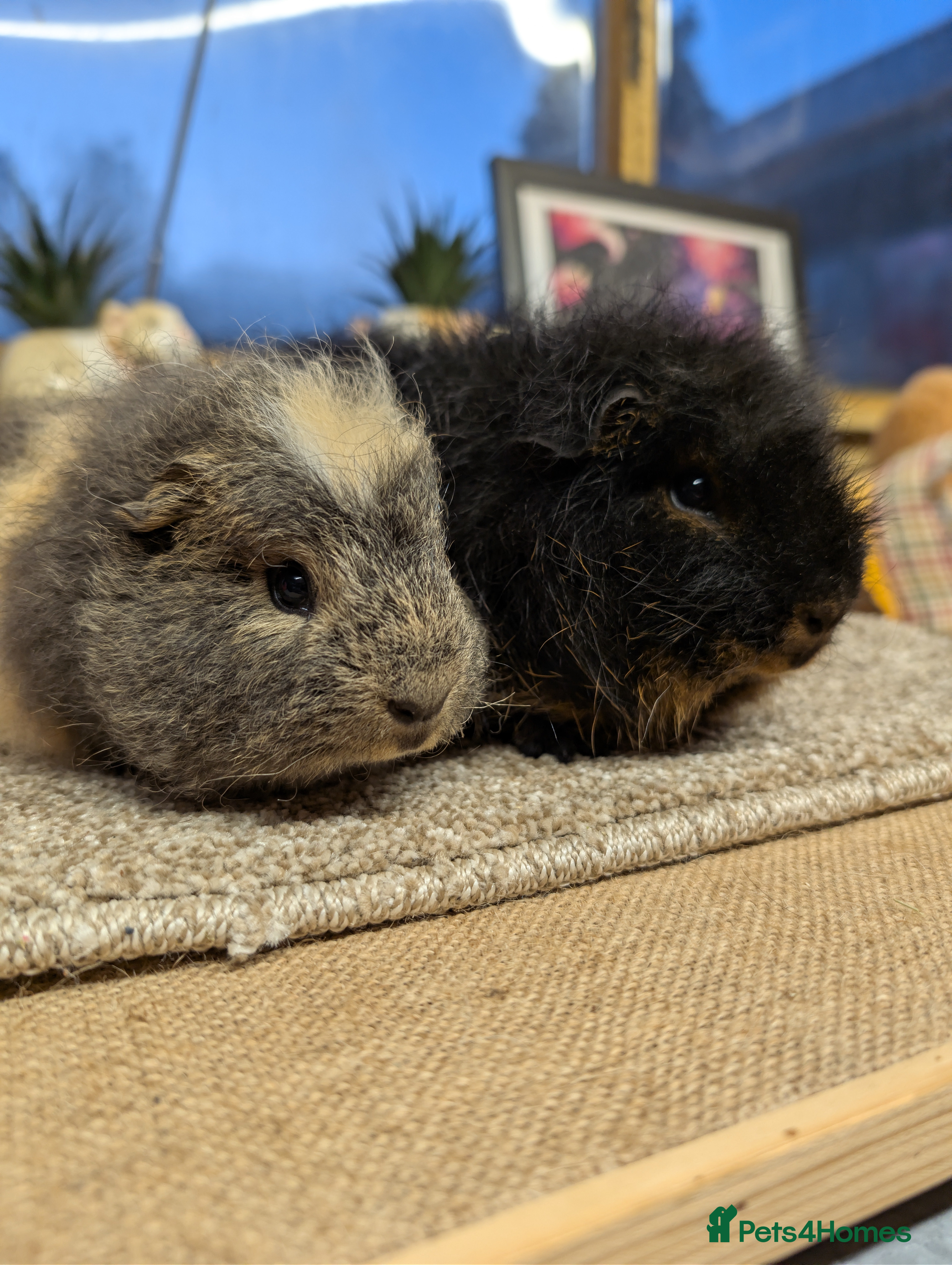 Guinea Pig rodents Swiss Boars Father & Son - Advert 4
