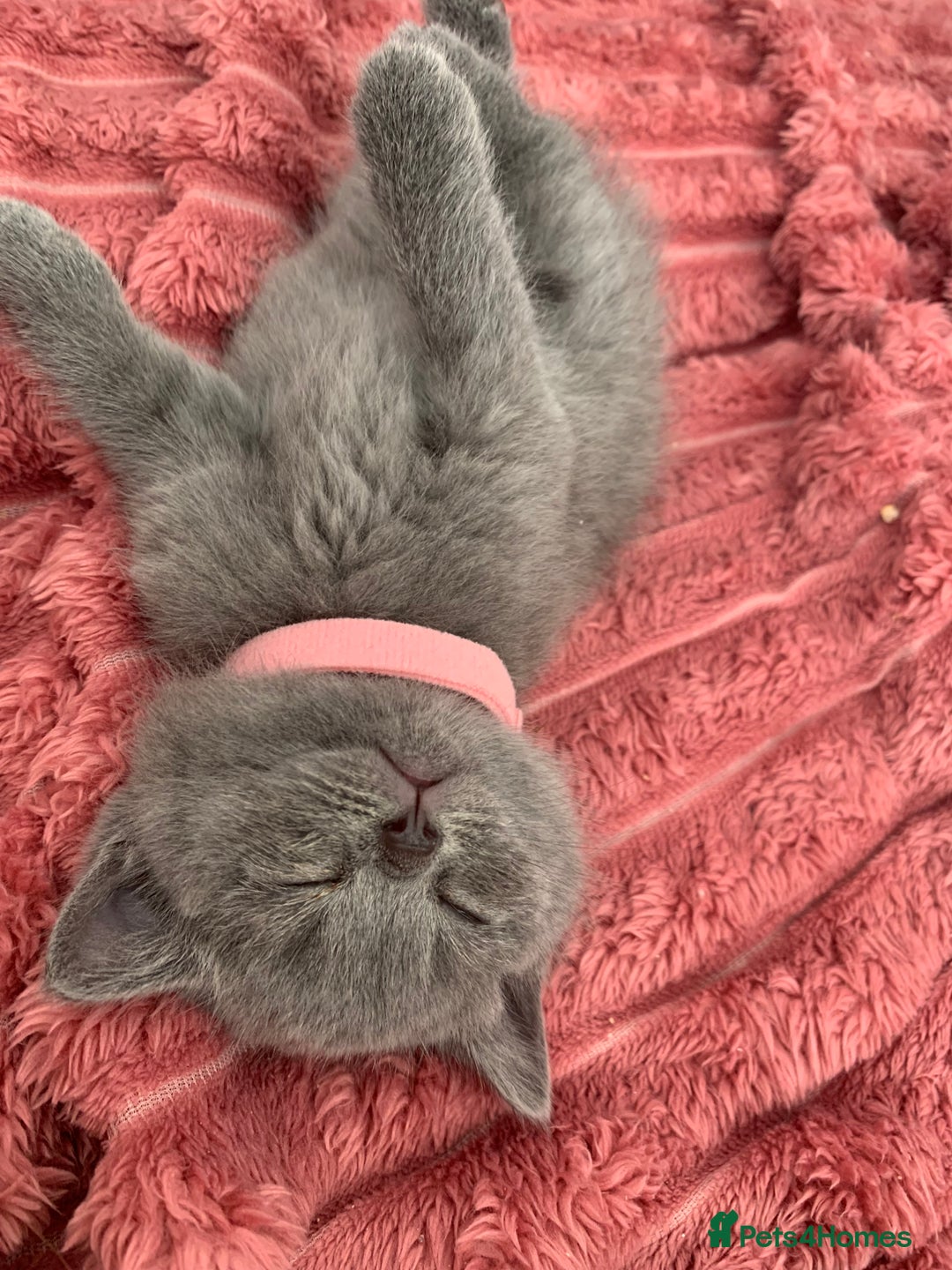 British Shorthair cats for sale: British shorthair - Advert 15