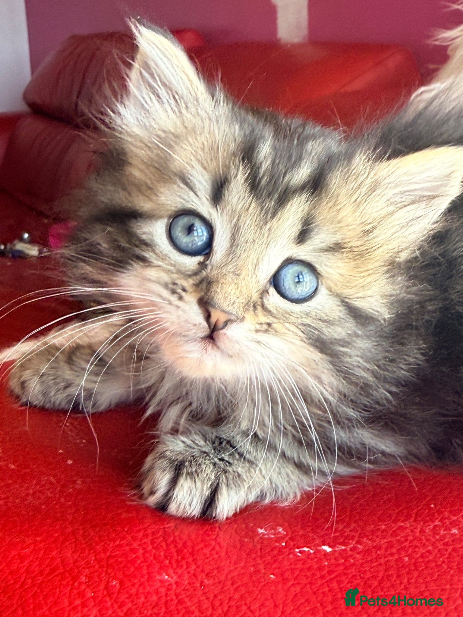 Ragdoll cats 💫 RAGDOLL CROSS KITTENS - A BIT OF MAGIC FLUFF 💫 - Advert 12