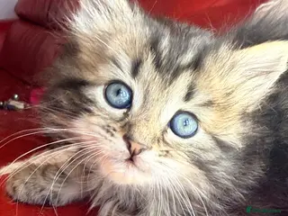 Ragdoll cats 💫 RAGDOLL CROSS KITTENS - A BIT OF MAGIC FLUFF 💫 - Advert 12