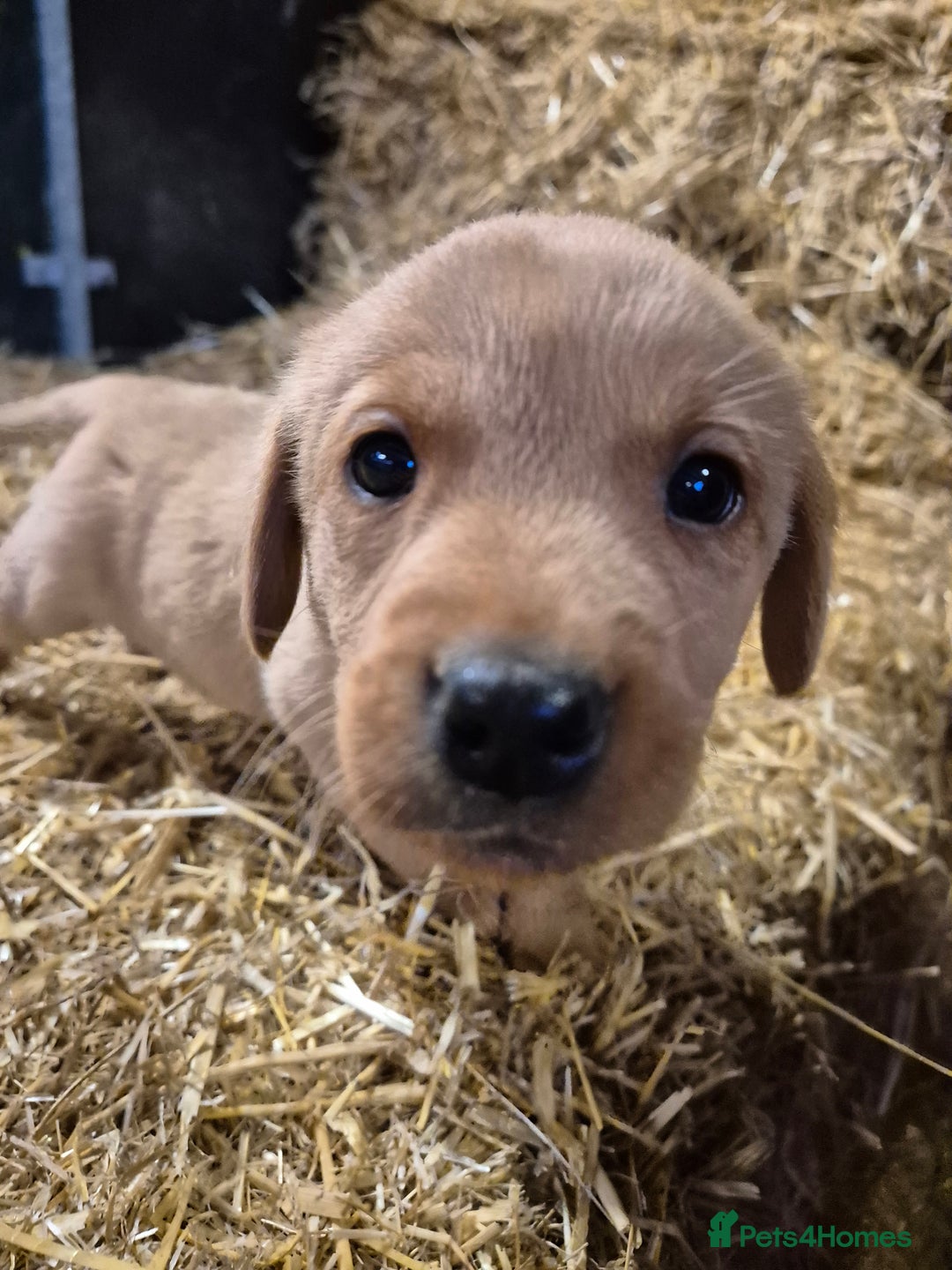 Labrador Retriever dogs for sale: KC Reg Labrador Pups  - Advert 5