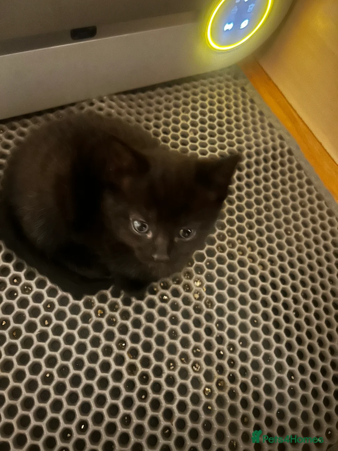 Mixed Breed cats for sale: 2 beautiful kittens for sale £120 each  - Advert 7