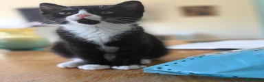 Domestic Shorthair 2
