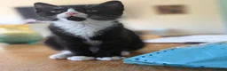 Domestic Shorthair cats for sale: Two little black and white girls - Advert 5
