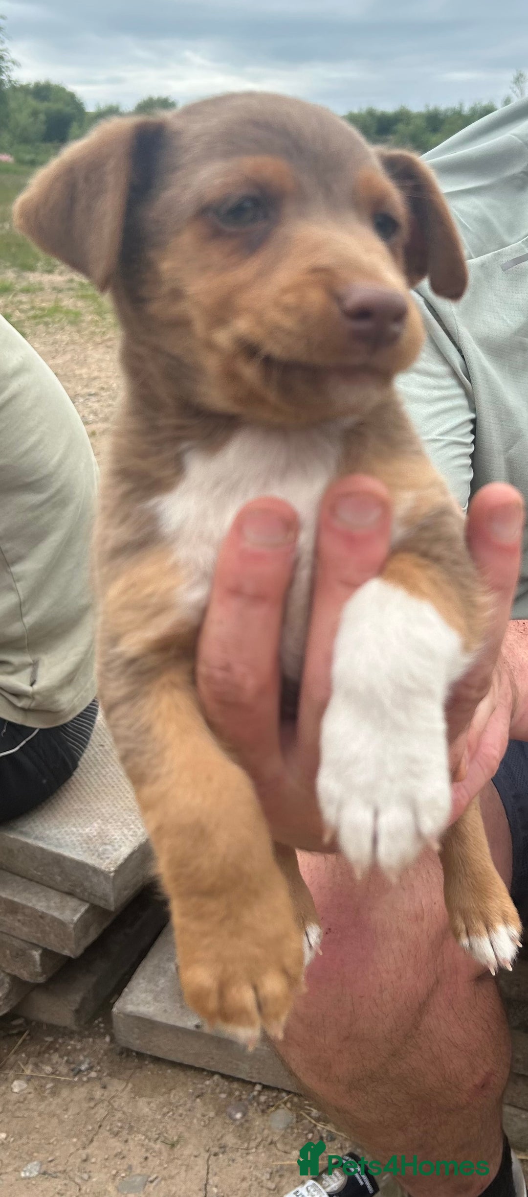 Jack Russell dogs for sale: Beautiful Jack Russell Puppies for sale  - Image 9
