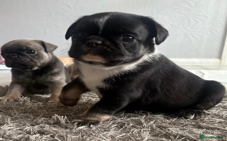 Pug dogs - Advert 3