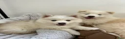 Mixed Breed dogs for stud: Handsome & Proven F3 Pomsky for Stud - Moon  - Advert 5