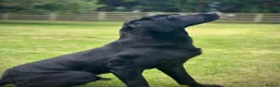 Labrador Retriever dogs for stud: FULLY HEALTH TESTED PROVEN STUD DOG - Advert 2