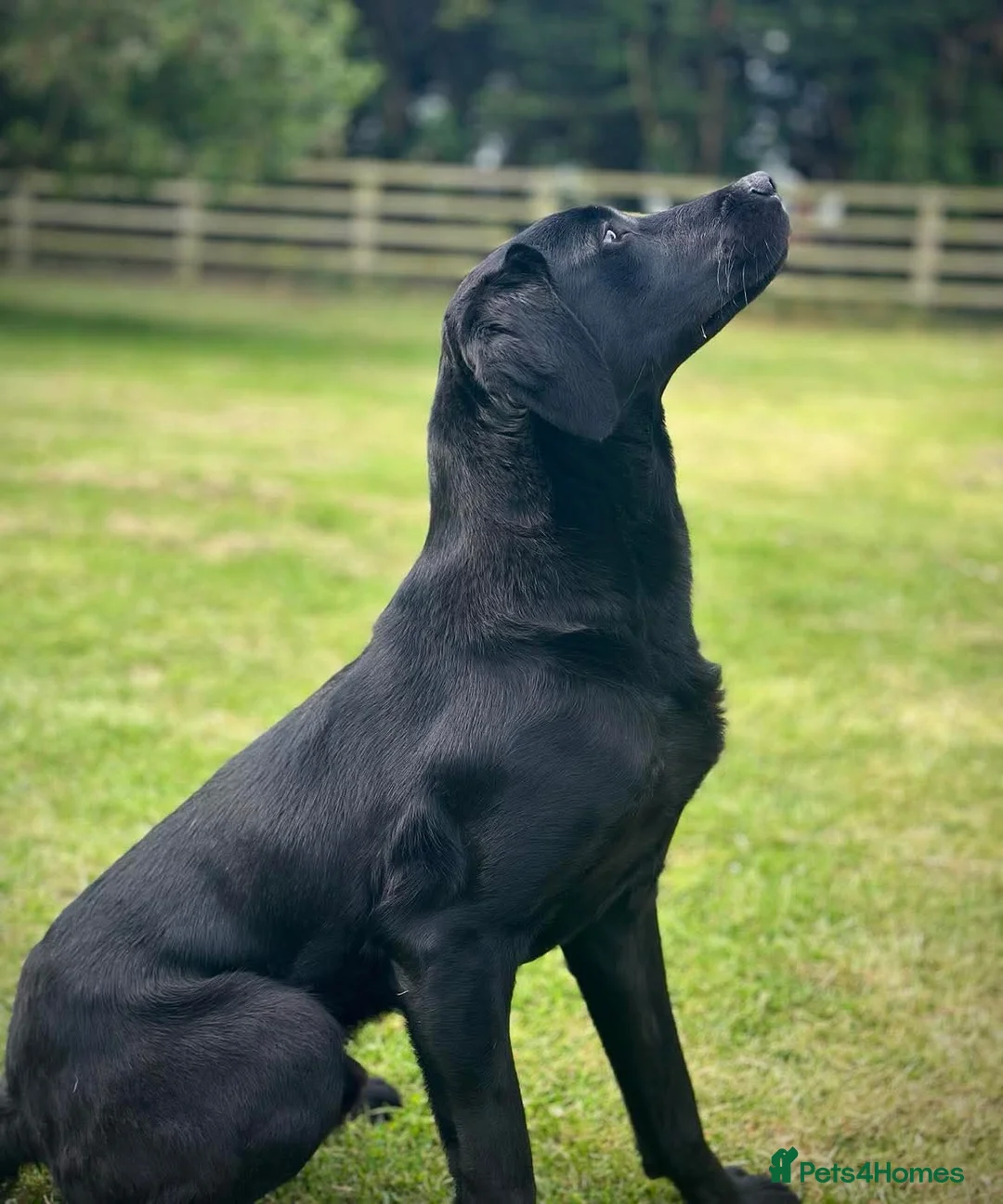 Labrador Retriever dogs for stud: FULLY HEALTH TESTED PROVEN STUD DOG - Advert 2