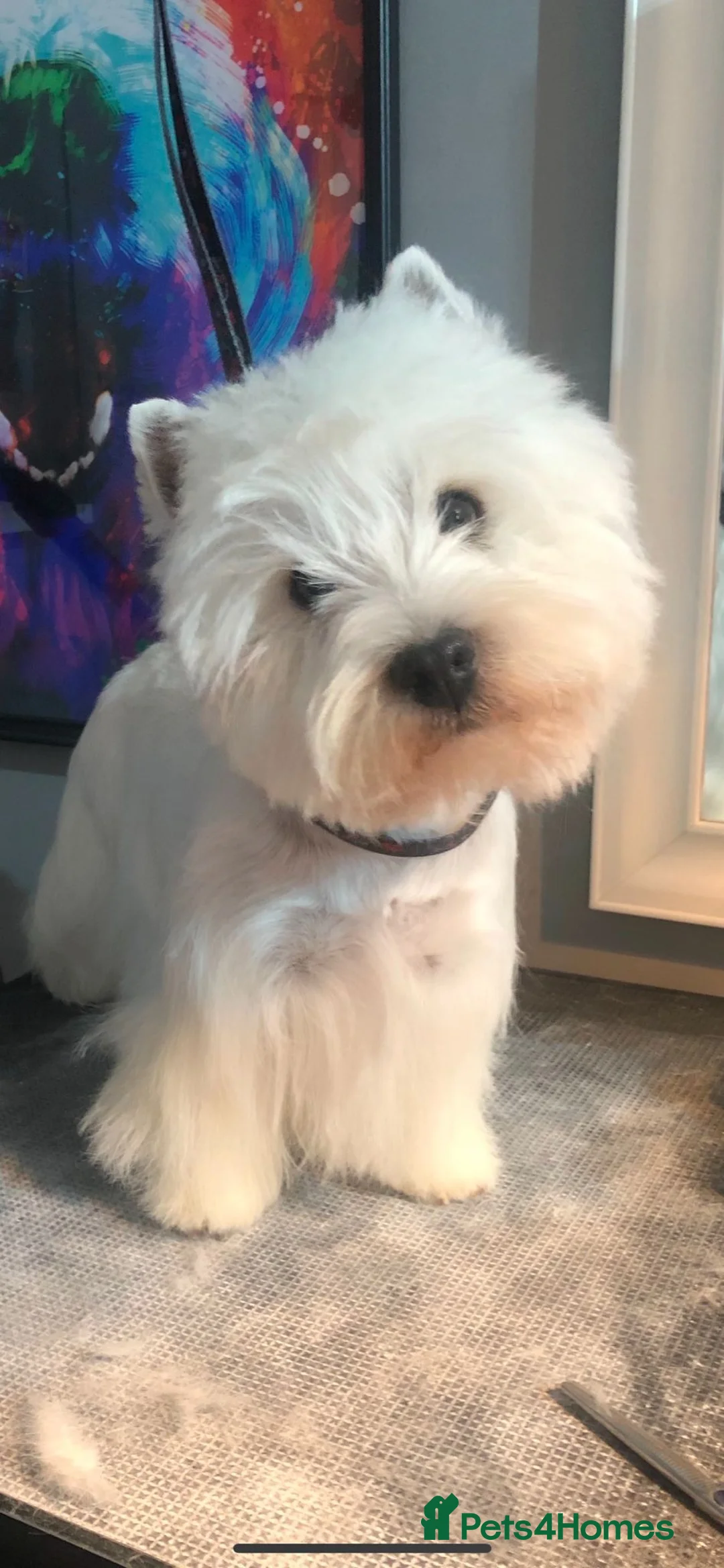 West Highland Terrier dogs for sale: Beautifully bred West Highland Terriers - Advert 15