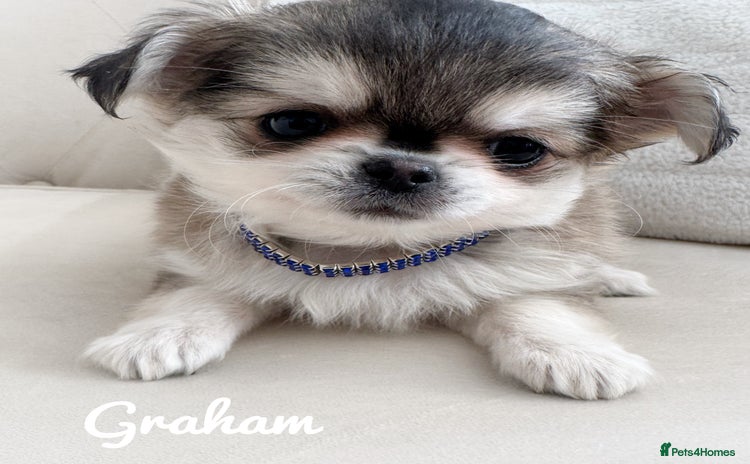 Chihuahua dogs - Advert 1