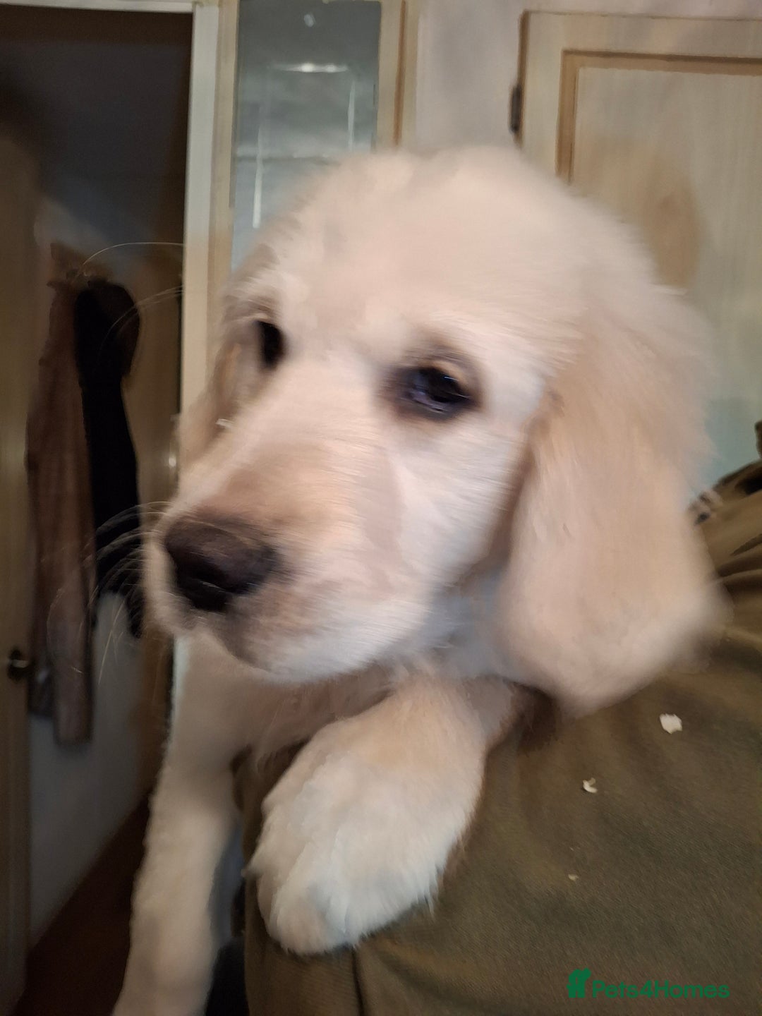 Golden Retriever dogs for sale: KC Registered Golden Retreiver Puppies  - Advert 14