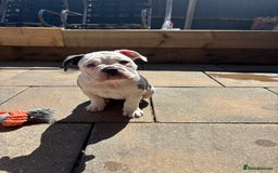 Olde English Bulldogge dogs for sale: LAST BABY GIRL both jabs microchipped pricedrop - Image 17