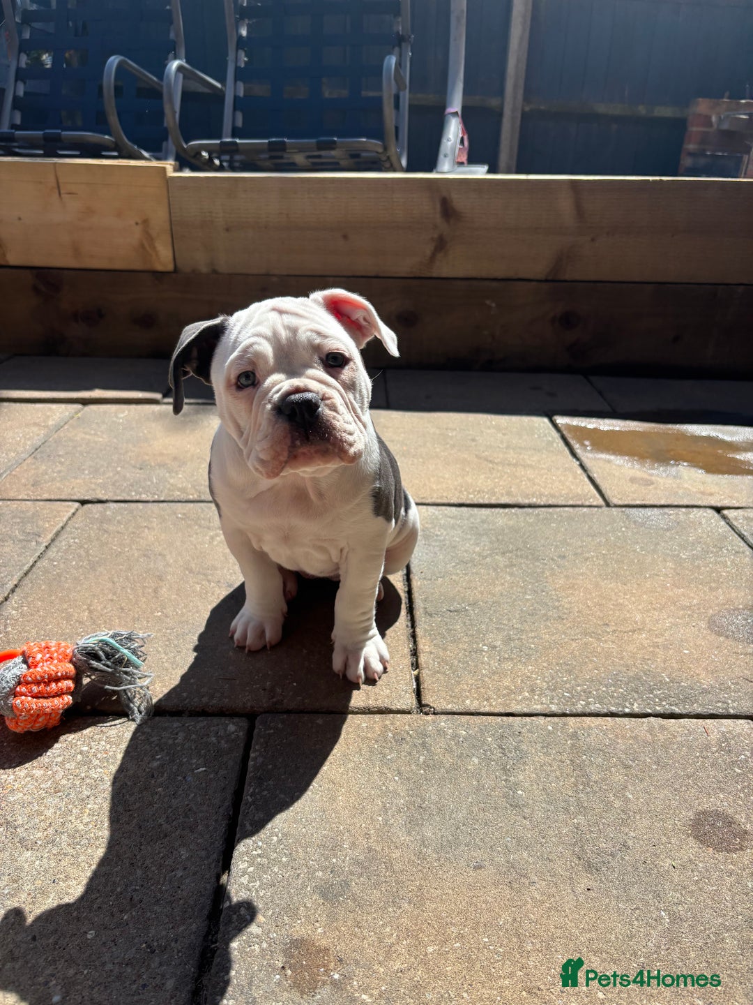 Olde English Bulldogge dogs for sale: LAST BABY GIRL both jabs microchipped pricedrop - Image 17