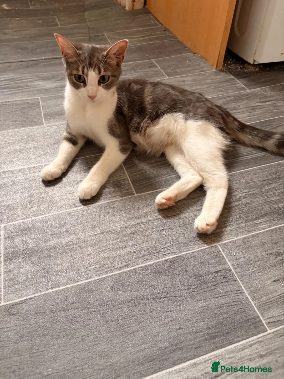 Mixed Breed cats for sale: Gorgeous kittens  - Advert 2