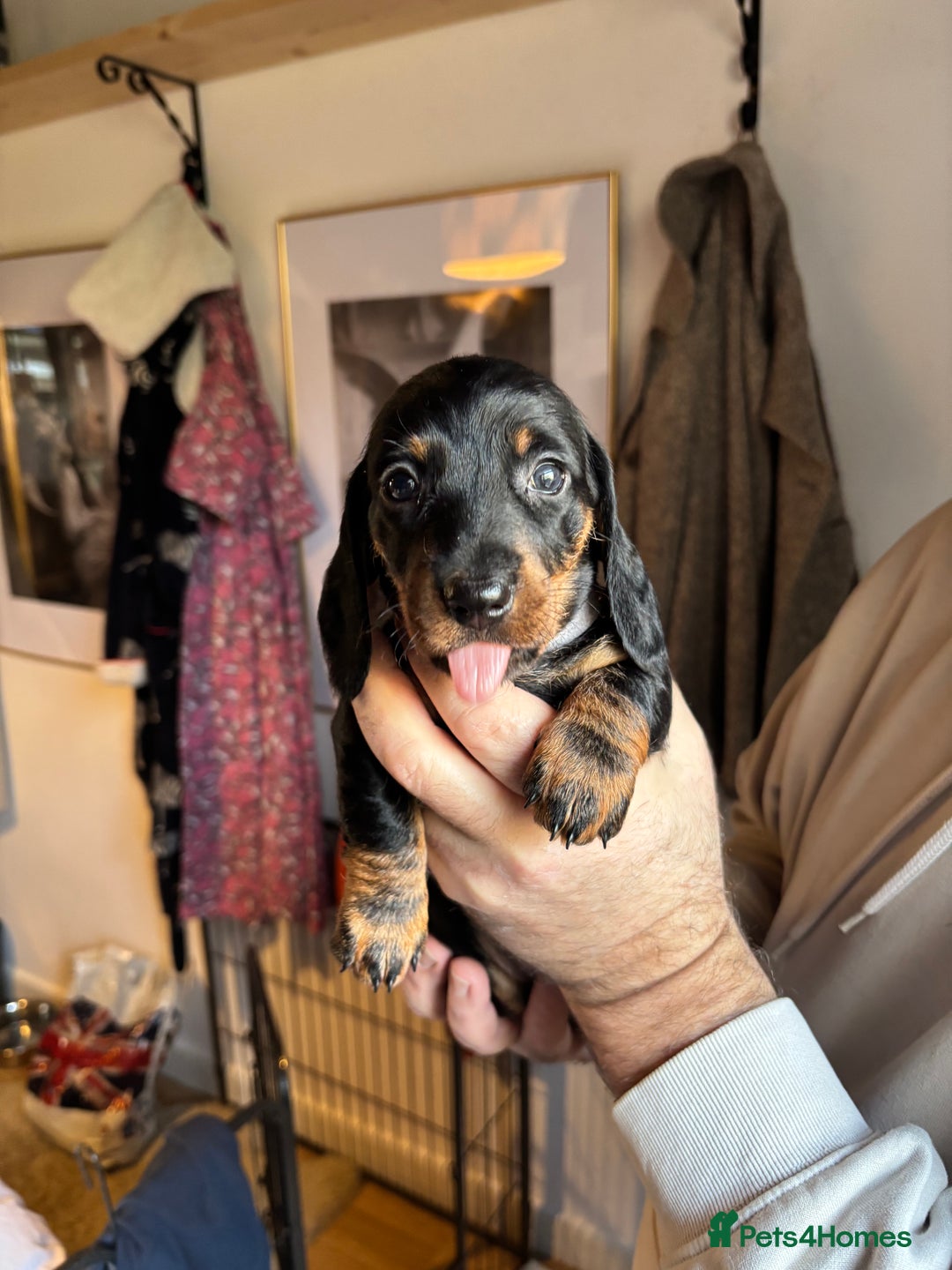 Dachshund dogs for sale: Four beautiful wire haired boys - Advert 20