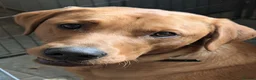 Labrador Retriever dogs for sale: KC registered 3year old fox red labrador in Deal - Advert 5