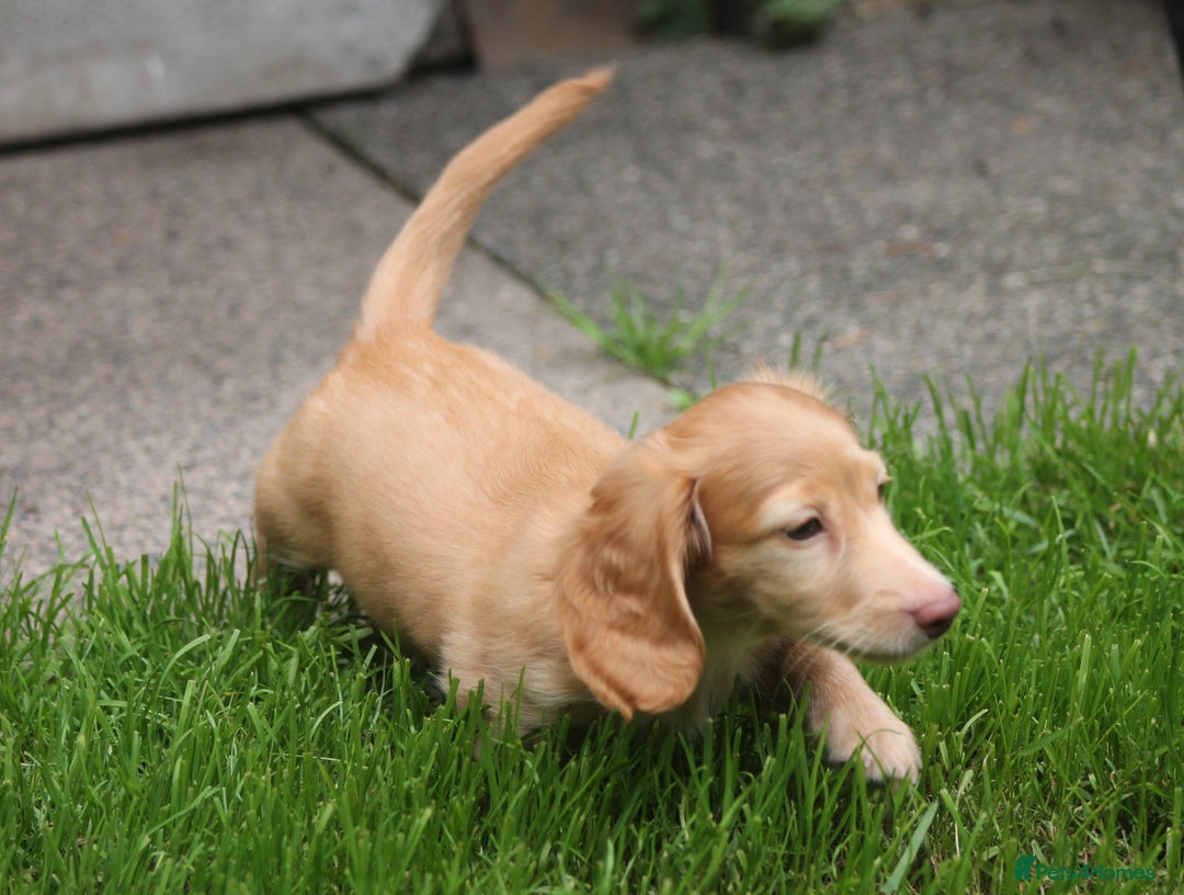 Dachshund dogs for sale: KC beautiful cream dachshund miniature long haired - Image 7