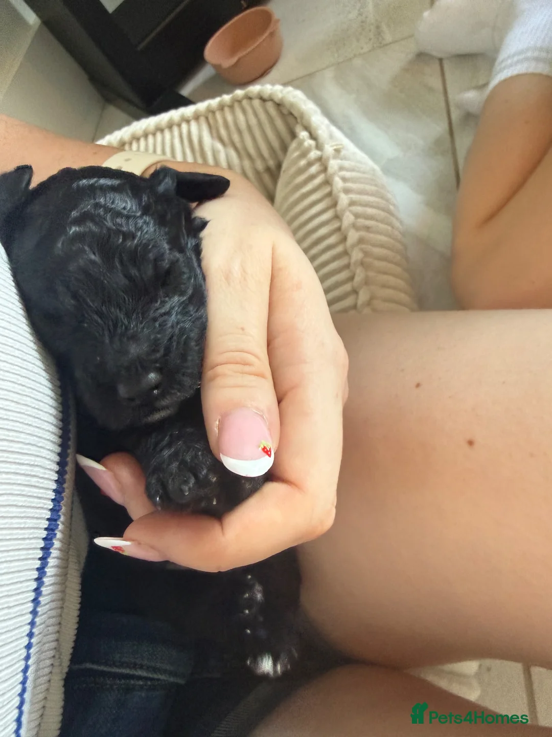 Cavapoo dogs for sale: LAST TWO BOYS AVAILABLE  - Advert 2