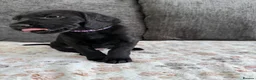 Mixed Breed dogs for sale: READY TO LEAVE NOW!  - Advert 15