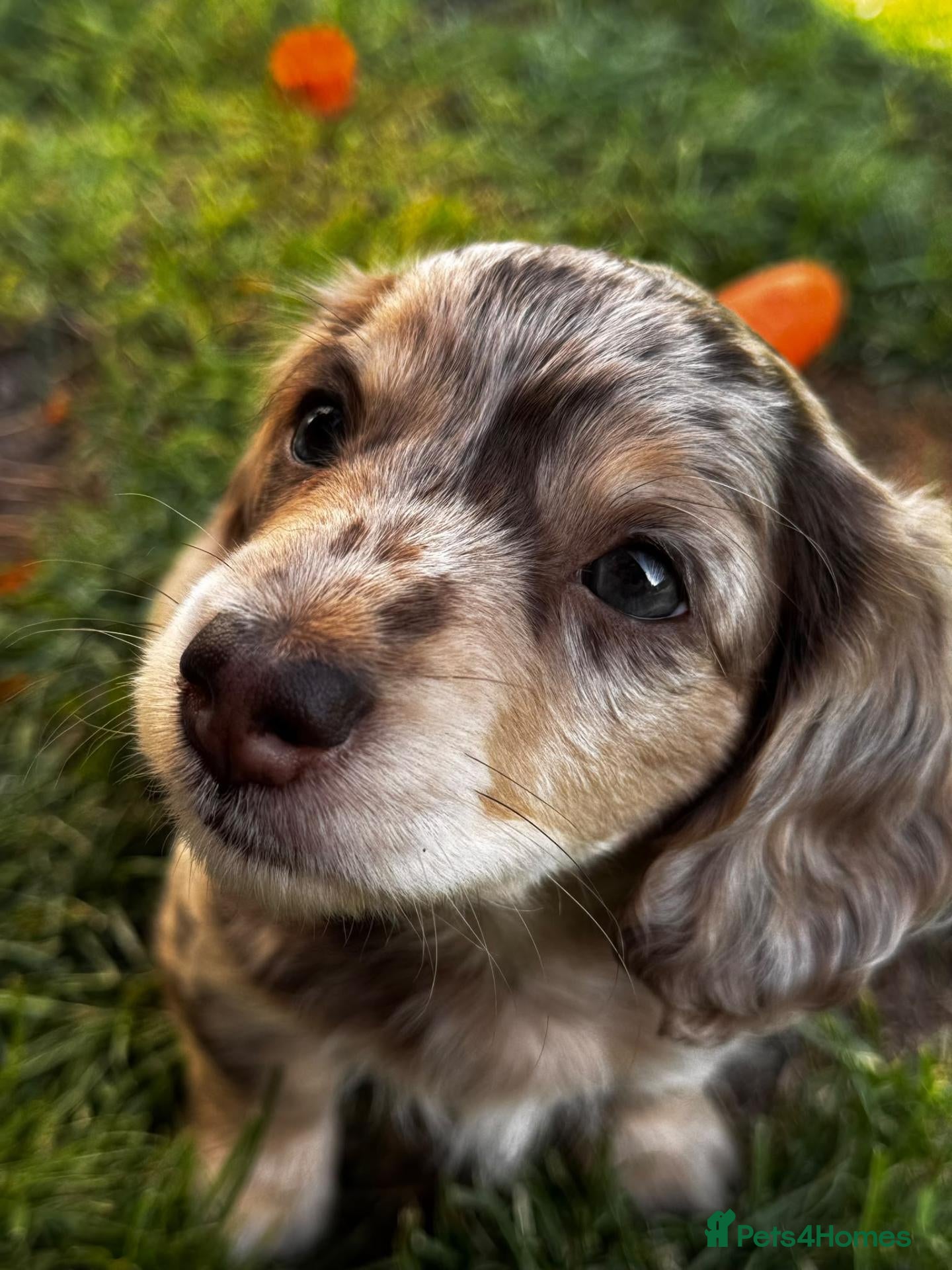 Dachshund dogs Beautiful long haired miniature daschunds . - Advert 5